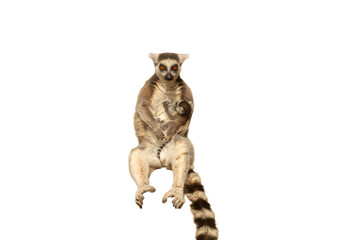 Obraz premium Front view of a female ring-tailed lemur (Lemur catta) carrying her baby in her arms, isolated against a transparent background.