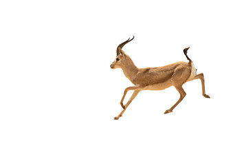 A full-body view of a deer or antelope running and jumping, isolated against a transparent background. Gazella subgutturosa © TAMER YILMAZ