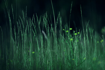 Obraz premium Dark green background nature, grass and eco concept abstract photo background