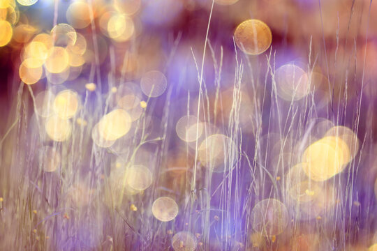 summer nature golden bokeh delicate soft color abstract background