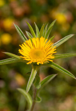 Wild flower; Scientific name; pallenis spinosa