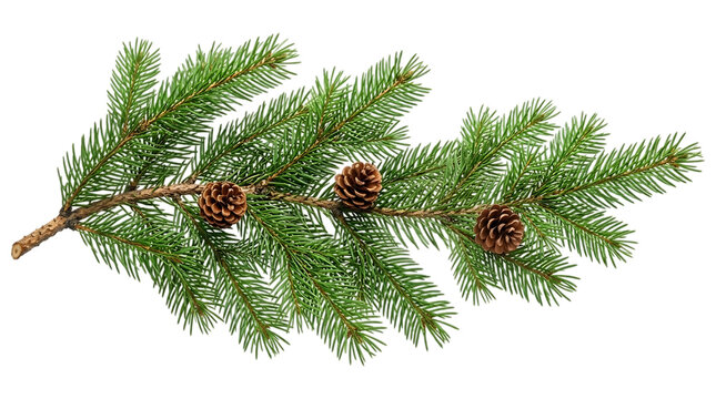 Spruce branch with three pine cones isolated on transparent background