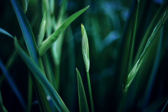 Dark green background nature, grass and eco concept abstract photo background