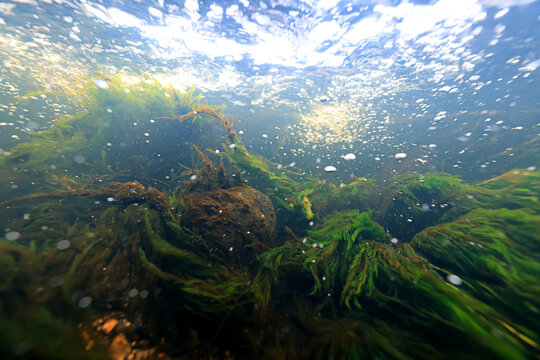 underwater photo, swamp pond or river, green freshwater background, green algae plankton, dirty water blooms