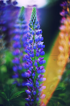 Lupines, summer abstract background landscape with flowers on a sunny evening