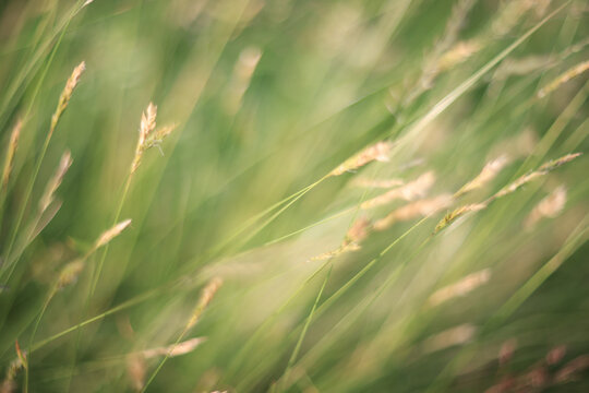 Light green background, summer field grass, eco natural abstract background softcolor gradient