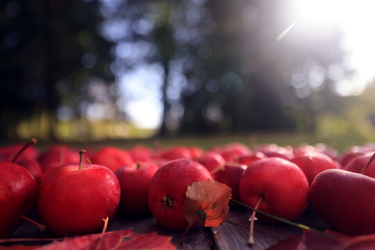 red small apples, autumn harvest, ripe apples lying in nature, autumn harvest background