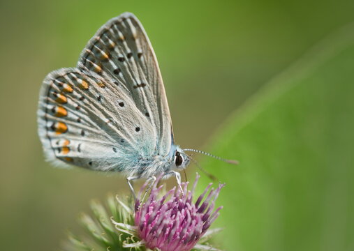 Different species of butterflies 