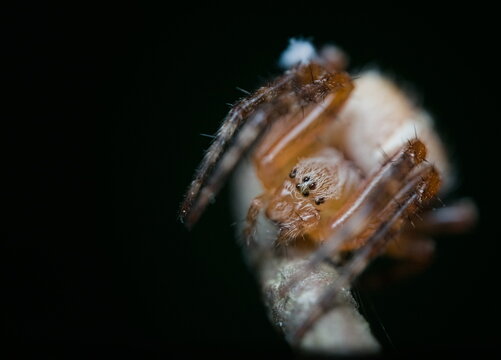 Spider of different species photographed in different poses  
