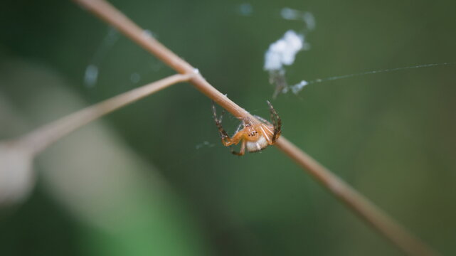 Spider of different species photographed in different poses  