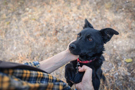 Happy black dog standing on hind legs while its owner is petting its muzzle.