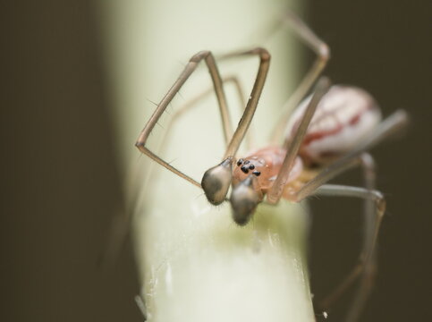Spider of different species photographed in different poses  