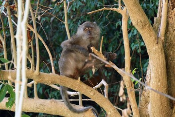 Wild monkey in Tonsai Bay, Koh Phi Phi, Thailand, surrounded by the tropical landscape of the Phi Phi Islands. © ClearPix Media