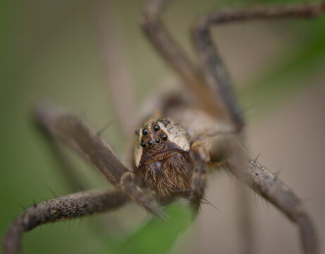 Spider of different species photographed in different poses  