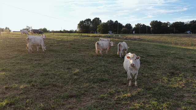 Aerial view of white cows grazing in a green pasture during the golden hour in Yanceyville, North Carolina, United States.