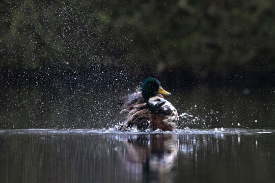 Swimming mallard dabling duck, Anas platyrhynchos, bathing