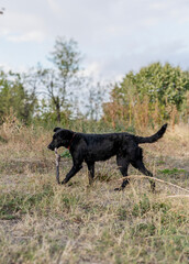 Obraz premium Playful black dog carrying a big wooden stick in its mouth during an outdoor walk.