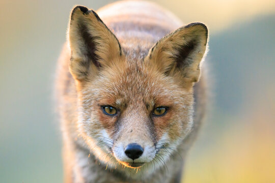 Wild red fox, vulpes vulpes, foraging in a meadow