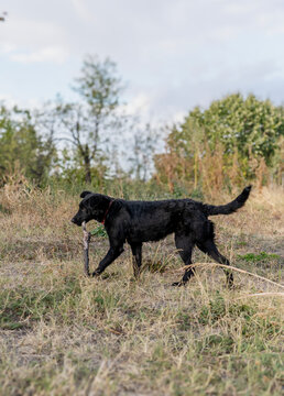 Playful black dog carrying a big wooden stick in its mouth during an outdoor walk.