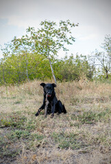 Obraz premium Playful black dog sitting on the grass and chewing a wooden stick.