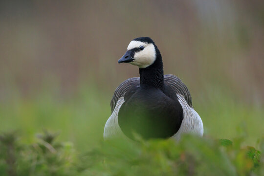 Closeup of a barnacle goose Branta leucopsis in a meadow