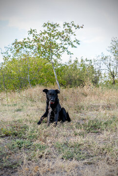 Playful black dog sitting on the grass and chewing a wooden stick.