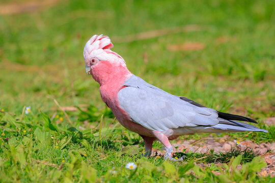 Closeup portrait of a galah cockatoo, Eolophus roseicapilla, bird