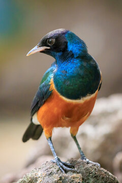 Superb starling Lamprotornis superbus perched