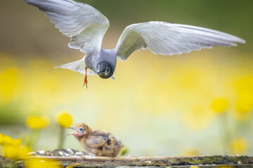 Black tern, Chlidonias niger, feeding chick © Sander Meertins
