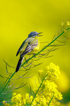 Western yellow wagtail, Motacilla flava, male bird singing in a field with rapeseed flowers during Springtime