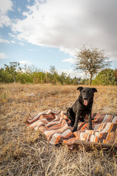 Cute black dog sitting on a striped blanket during an outdoor walk.