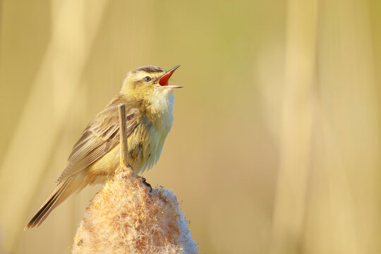 Sedge Warbler, Acrocephalus schoenobaenus, singing en reeds during Springtime season