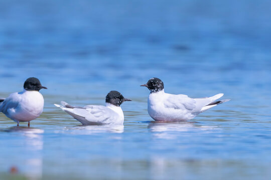 Little gull, hydrocoloeus minutus, resting summer plumage