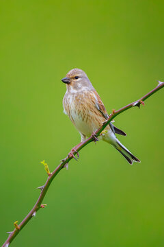 Linnet female bird, Carduelis cannabina singing