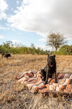 Cute black dog sitting on a striped blanket during an outdoor walk.