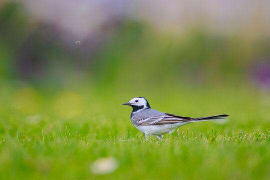 Closeup of a White Wagtail, Motacilla alba, foraging a green meadow