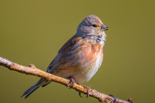 Linnet male bird, Carduelis cannabina singing during Springtime