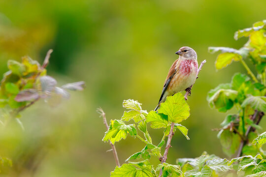 Linnet male bird, Carduelis cannabina singing