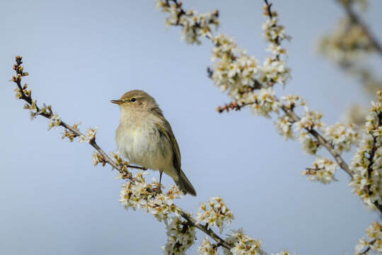 Common chiffchaff bird Phylloscopus collybita singing in flowers during Springtime