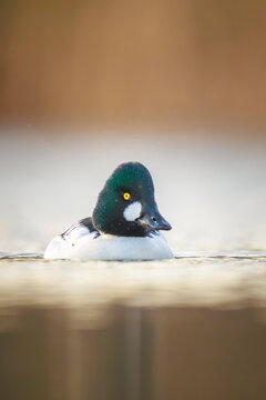Closeup of a common goldeneye Bucephala clangula waterfowl