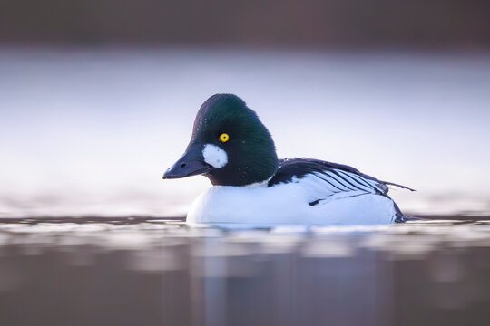 Closeup of a common goldeneye Bucephala clangula waterfowl