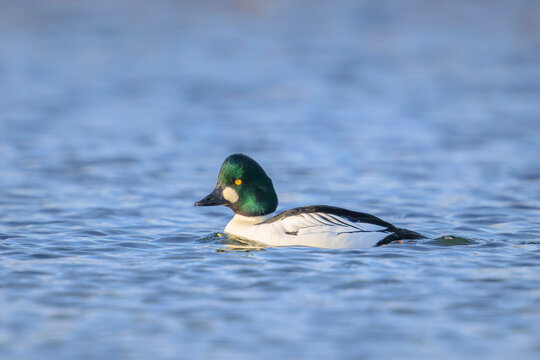 Closeup of a common goldeneye Bucephala clangula waterfowl