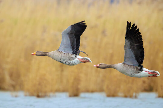 Greylag goose, Anser Anser, in flight migrating