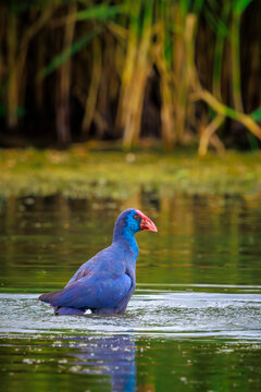 Purple swamphen or western swamphen, Porphyrio porphyrio, foraging