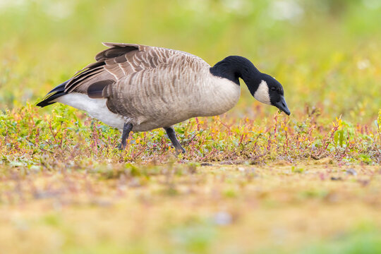 Canadian goose Branta canadensis in a meadow