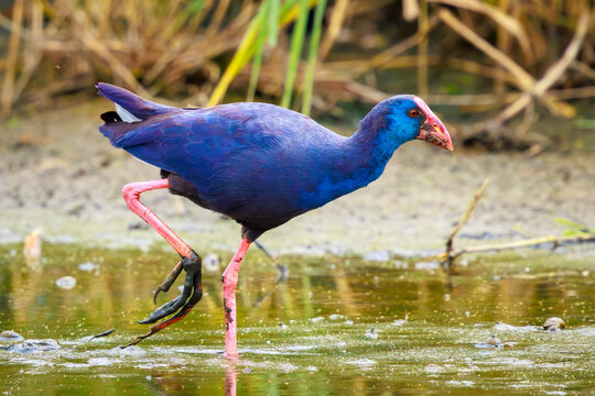 Purple swamphen or western swamphen, Porphyrio porphyrio, foraging