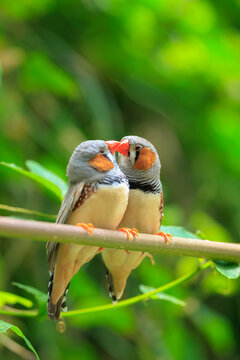 Two Zebra Finch Taeniopygia guttata, couple pair love and affection