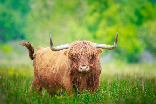 Closeup of brown red Highland cattle, Scottish cattle breed (Bos taurus) with big long horns