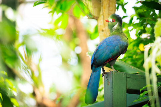 White-cheeked Turaco Tauraco leucotis