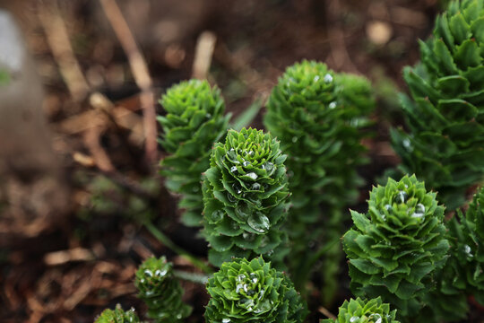 Rhodiola Rosea Sprouts with Dew Drops in Spring